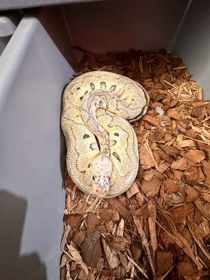 Super Pastel Clown/Killer Clown Ball Python by NEO Pythons