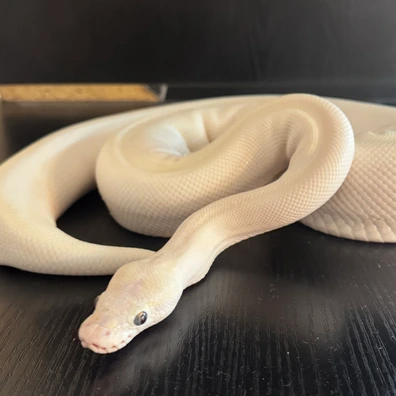 Pastel Blue-Eyed Lucy (Moj/Les) Ball Python - female for sale from Runic Reptiles