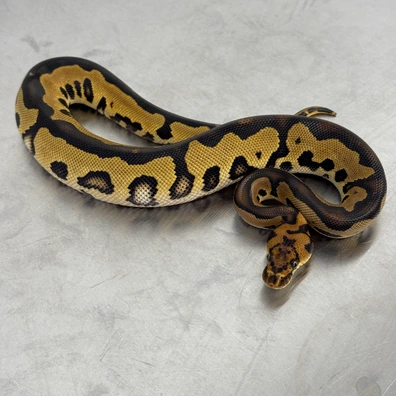 Orbit, Leopard, Clown Ball Python - male for sale from Ball-O-Rama