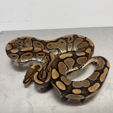 Redstripe, Het Clown Ball Python - male for sale from Ball-O-Rama