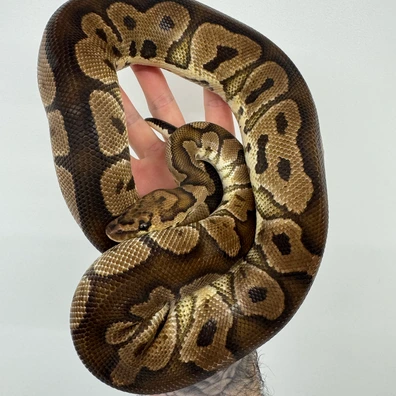 Clown, Het Ultramel (RTB) Ball Python - male for sale from Ball-O-Rama