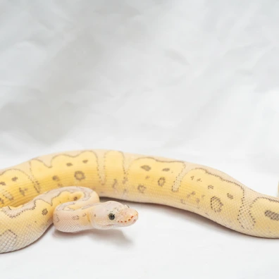SuperFly Clown Pos. Lace Ball Python - male for sale from Ball Python Projects