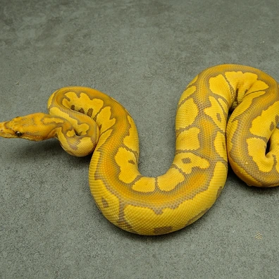 Ultramel Clown Het Hypo