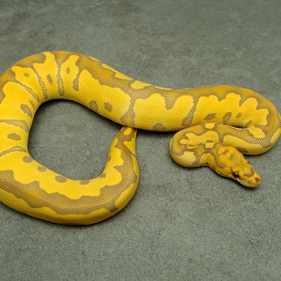 Ultramel Clown Het Hypo