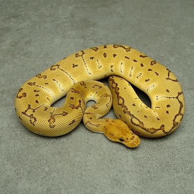 Pinstripe Clown Dh Ultramel Desert Ghost