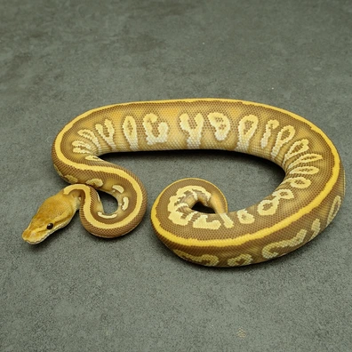 Cypress Phantom Ultramel