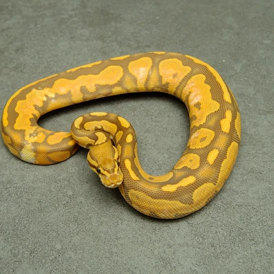 Cypress Calico Ultramel