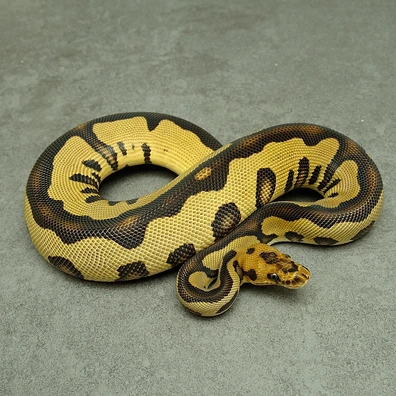 Leopard Clown Dh Ultramel Desert Ghost