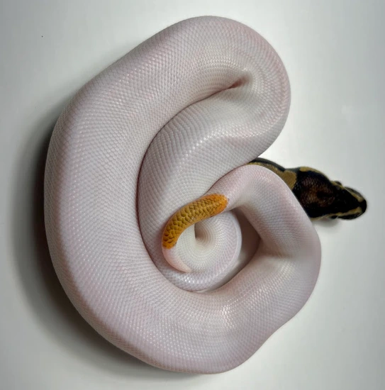 C112402 Ball Python by Ball Python Exotic Creations LLC