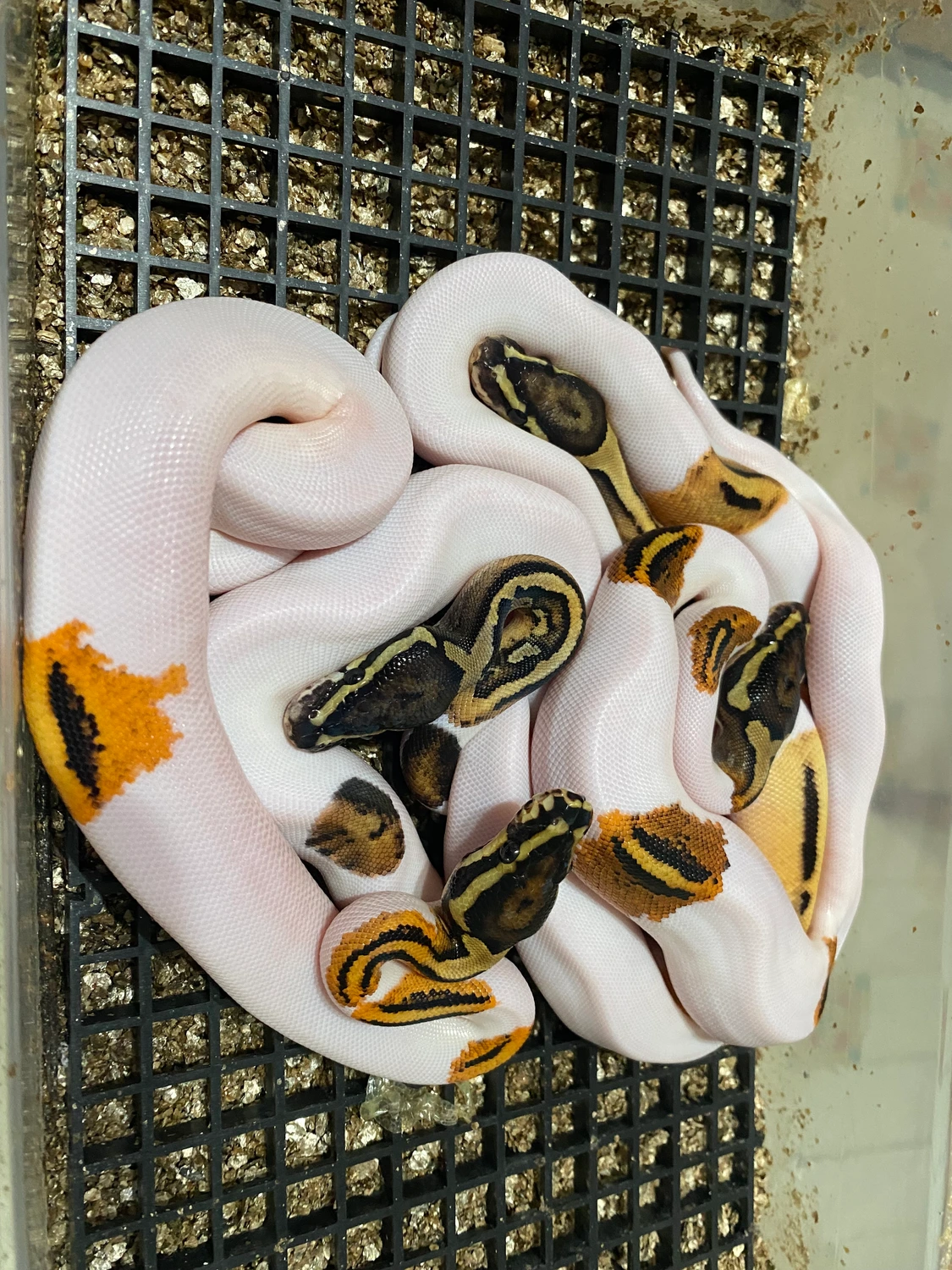 Ball Python Clutch: C125 by Ball Python Exotic Creations LLC - MorphMarket