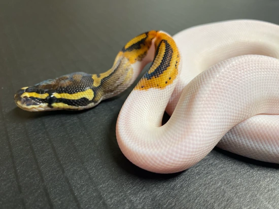 Candy Ball Python Pattern Piebald 66% Het Candy Ball Python by Ball Python Exotic Creations LLC