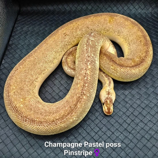 Champagne Pastel HRA Or Pinstripe Ball Python by Ball Python Fusion