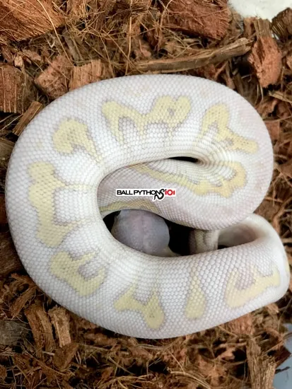 Super Phantom Clown Ball Python by Ball Pythons 101