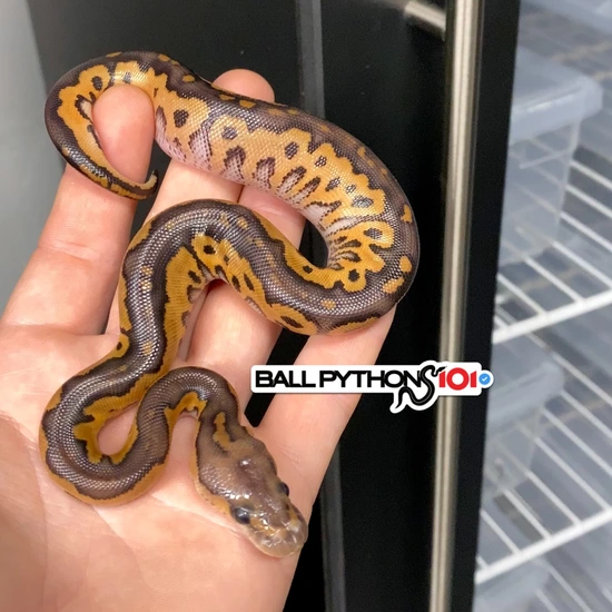 Hurricane Black Pastel Clown Ball Python by Ball Pythons 101