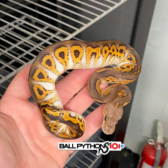 Super Black Head Phantom Clown Ball Python by Ball Pythons 101