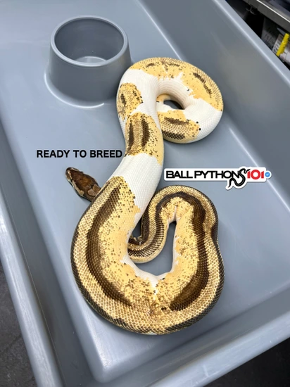 OD YB GeneX Pied *PROVEN & RTB* Ball Python by Ball Pythons 101