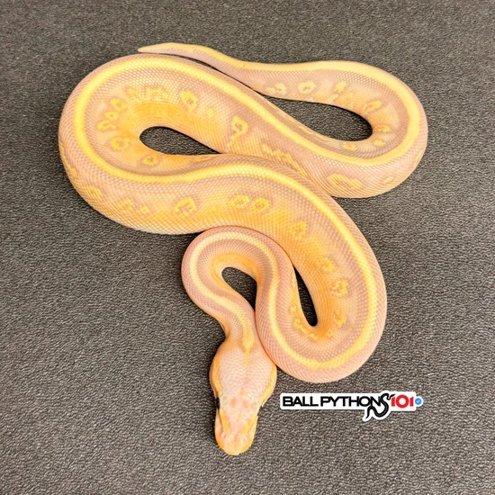 Stranger Spotnose Mojave Banana Het Clown Female Maker Ball Python by ...