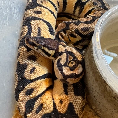 Pastel Orange Dream Dh Desert Ghost Pied Ball Python - female for sale from Ballpythons2020