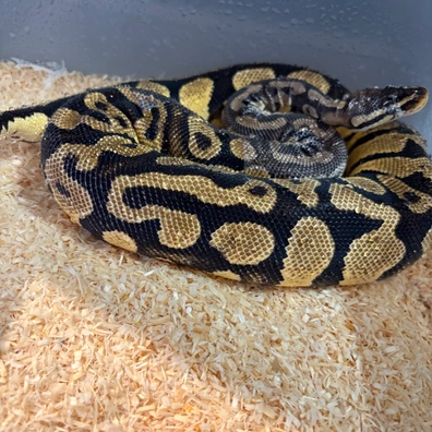 Pastel Dh Desert Ghost Pied Ball Python - female for sale from Ballpythons2020