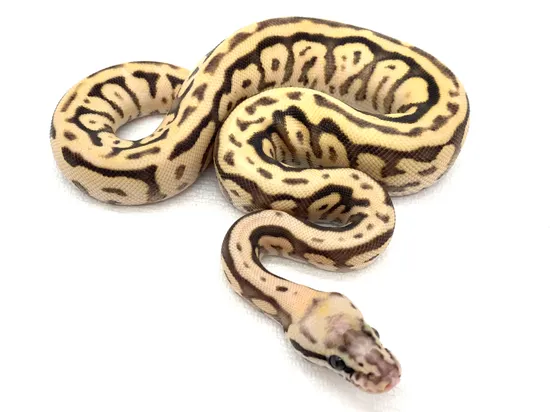 Acid Butter Spider 50% Het Hypo Ball Python by Ball Python Shed
