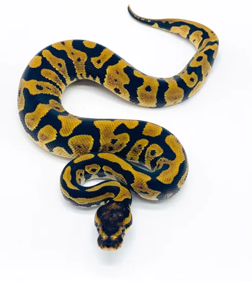Acid 100% Het Ultramel Ball Python by Ball Python Shed