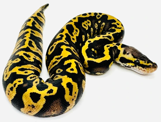 Acid Pastel DG 66% Het Clown Ball Python by Ball Python Shed