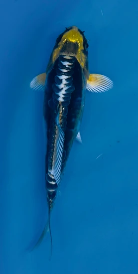 🔥 Ki Kikoiryu 🔥 Koi by Ball Python Shed