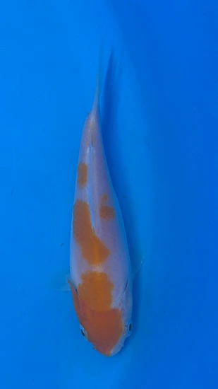 🔥KOHAKU🔥 Koi by Ball Python Shed