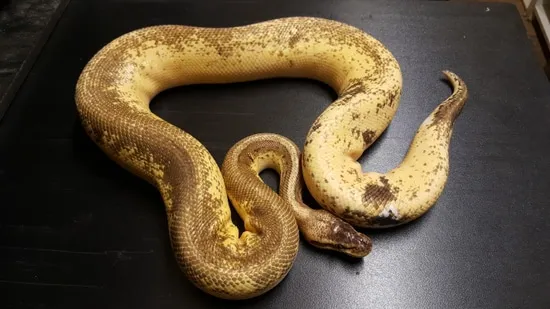 Window Super Pastel Calico Fire Pin Ball Python by Ballroom Pythons South