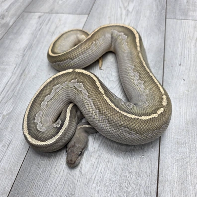 Mojave Blackhead Hypo Het Pied Ball Python - male for sale from Balls2U