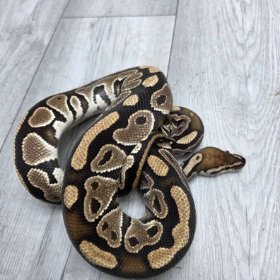 Redhead Het Clown Ball Python - male for sale from Balls2U