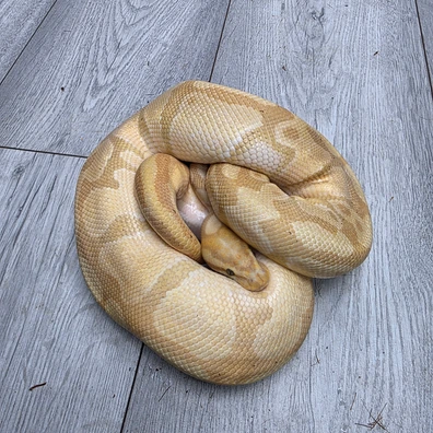 Coral Glow Enchi Specter Het Clown Ball Python - male for sale from Balls2U