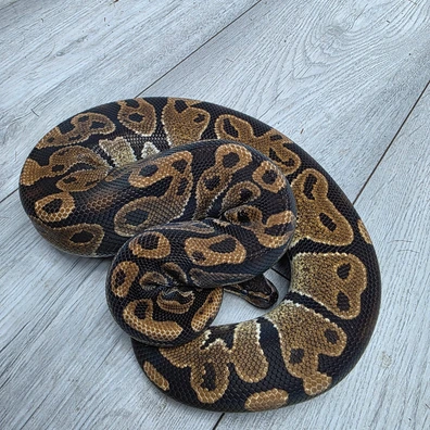 TH Sunset Lavender Pied Ball Python - male for sale from Balls2U