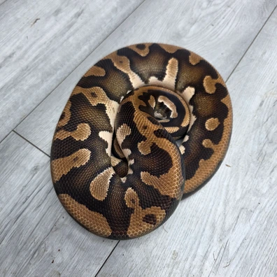 Confusion Mojave Orange Dream Het Hypo Ball Python - male for sale from Balls2U