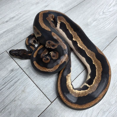 Leopard Blackhead Het Lavender Ph Pied Ball Python - male for sale from Balls2U