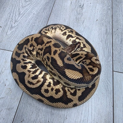 Pastel Leopard Hurricane Or Split Dh Ultramel Pied Ball Python - male for sale from Balls2U