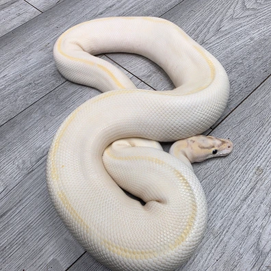 Ivory Enchi Pos HI-OD Het Hypo Ball Python - male for sale from Balls2U