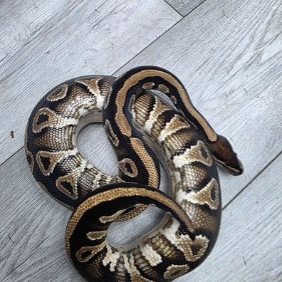 Phantom Pos Lace Yellow Belly Ph Genetic Stripe Ball Python - male for sale from Balls2U