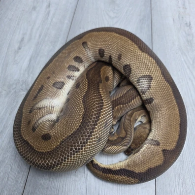 Leopard Clown Ball Python - female for sale from Balls2U