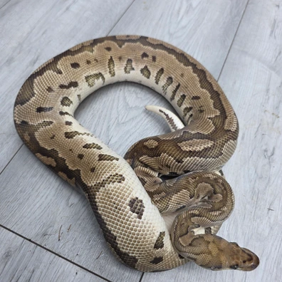 Granite Clown Ball Python - female for sale from Balls2U