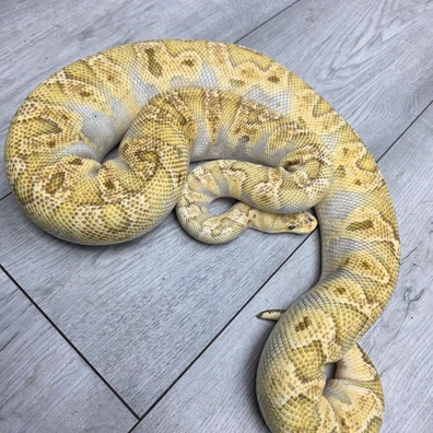 Mojave Ghi Pastel Clown Ball Python - female for sale from Balls2U