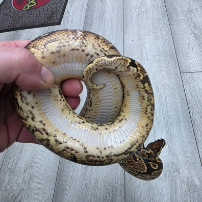 Calico Yellow Belly Ph Sunset Ph Clown Ph Ultramel Ball Python - female for sale from Balls2U