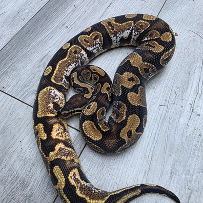 Calico Ph Sunset Ph Clown Ph Ultramel Ball Python - female for sale from Balls2U