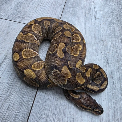 Stranger Enchi Calico Ph Clown Ball Python - female for sale from Balls2U