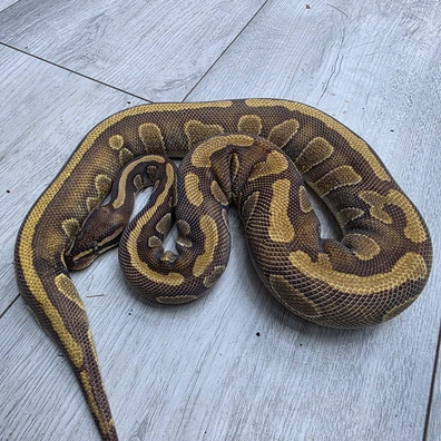 Stranger Enchi Ph Clown Ball Python - female for sale from Balls2U