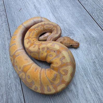 Banana Red Stripe Het Clown Ball Python - male for sale from Balls2U