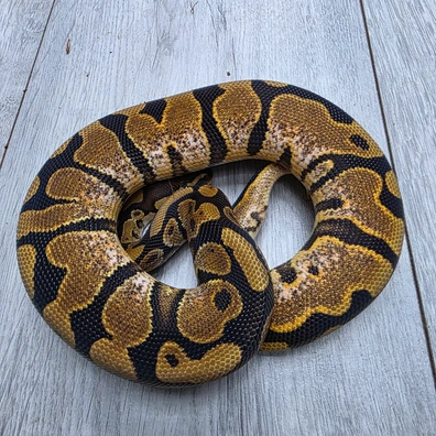 NR Mandarin Sugar Dh Hypo Clown Ball Python - male for sale from Balls2U