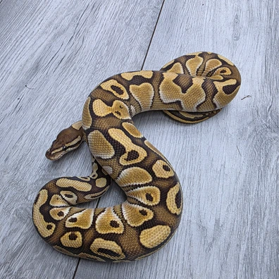 NR Mandarin Lesser Dh Hypo Clown Ball Python - male for sale from Balls2U