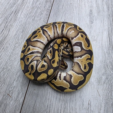 Mojave Dh Hypo Puzzle Ball Python - male for sale from Balls2U