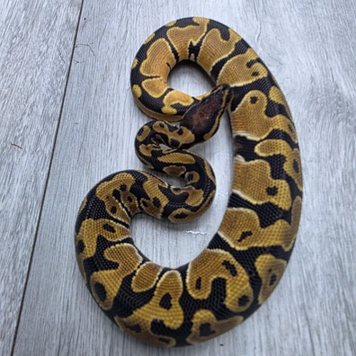 Dh Hypo Puzzle (Pos Orange Dream) Ball Python - male for sale from Balls2U